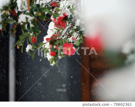 Sasanqua flowers blooming in the snow Sasanqua flowers blooming in the snow 70602361
