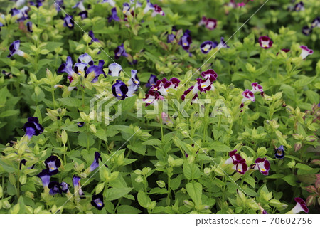 Torenia flowers blooming in the autumn park Torenia flowers blooming in the autumn park 70602756