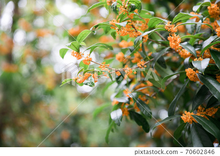 美麗的Kanagi犀牛花 70602846