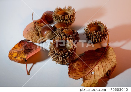 I found a small autumn I found a small autumn 70603040
