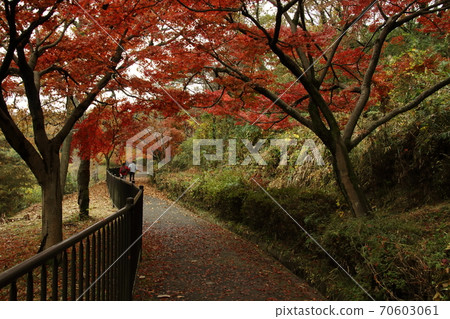 吉見町八丁湖的秋葉 吉見町八丁湖的秋葉 70603061