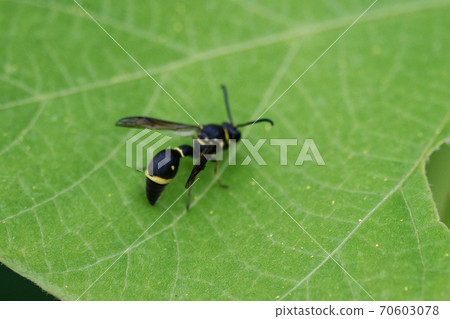 狩獵蜜蜂Mikado Tok Ribachi 70603078