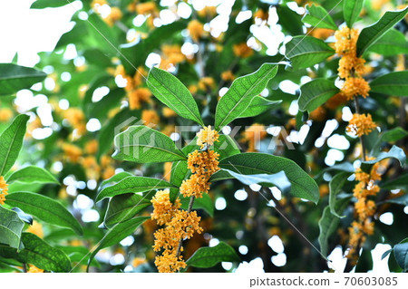 Feel the scent of Kanagi 犀 autumn 70603085