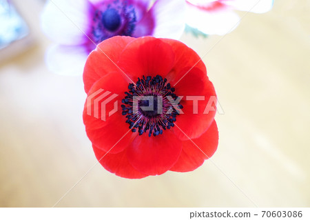 Red anemone flowers Red anemone flowers 70603086