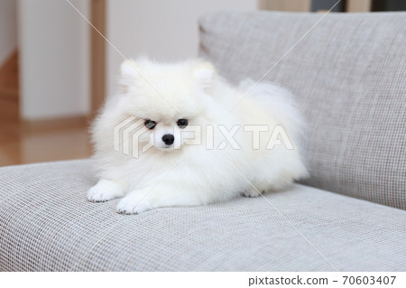 Male Pomeranian sitting on the couch and relaxing 70603407