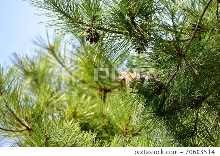 Isuka perching on a pine tree Isuka perching on a pine tree 70603514