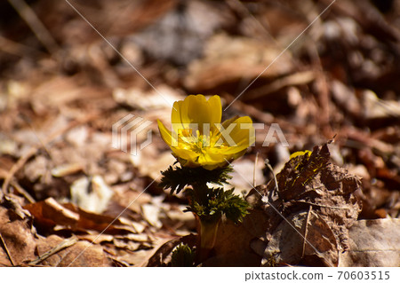 枯葉中的福壽莊 70603515