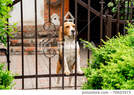 dog breeds Beagle iron gate in garden 70603973