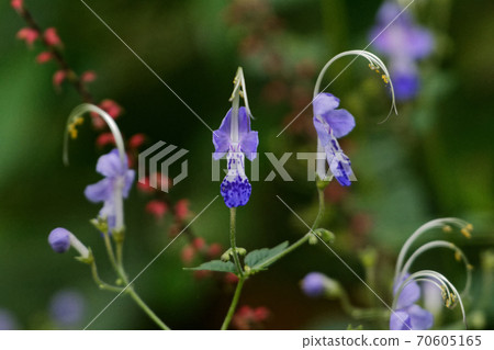 秋天的野花 70605165