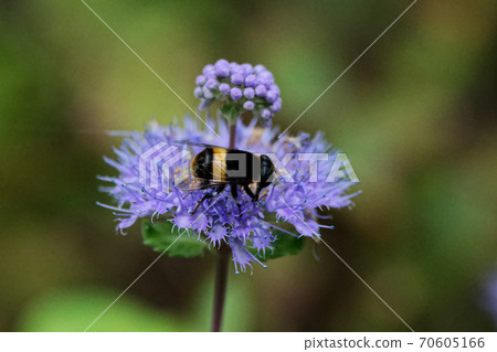 Flower-visiting insect Ohanaab 70605166