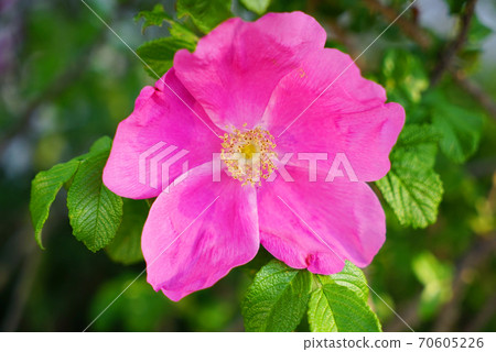 Applicable Applicable 70605226