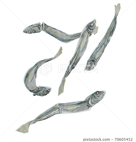 Niboshi watercolor style illustration 70605452