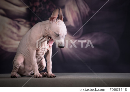 The puppy of the American hairless terrier yawns The puppy of the American hairless terrier yawns 70605548