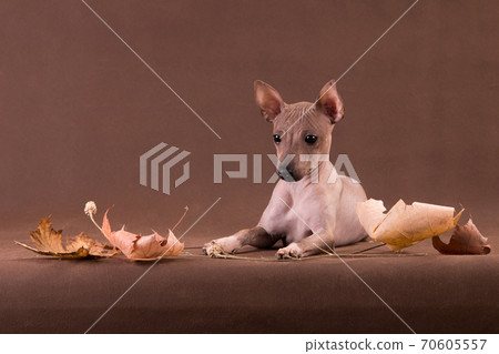 Hairless amused puppy lies among autumn leaves 70605557