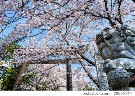 Sakura at Fuji Omuro Asama Shrine, Fujikawaguchiko Town, Yamanashi Prefecture 70605744