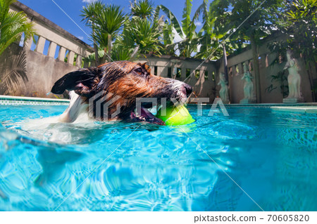 Funny photo of jack russell terrier in swimming pool Funny photo of jack russell terrier in swimming pool 70605820