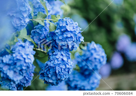 哈達桑繡球花 70606084