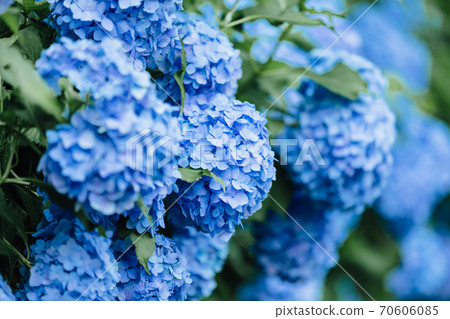 哈達桑繡球花 70606085