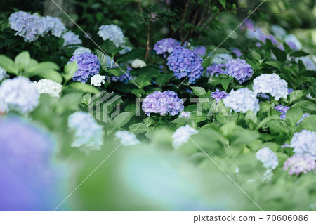 哈達桑繡球花 70606086