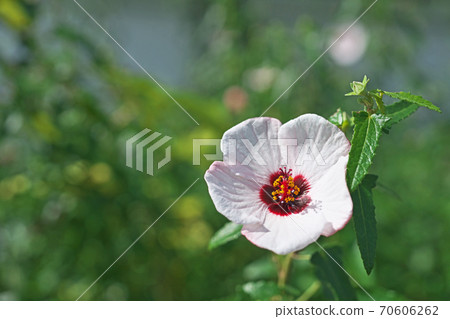 白鶴草花 白鶴草花 70606262
