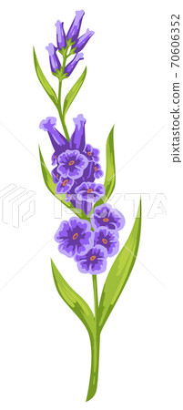 Purple flower with green leaves, blooming flora vector 70606352