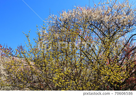 藍天和梅花 70606586