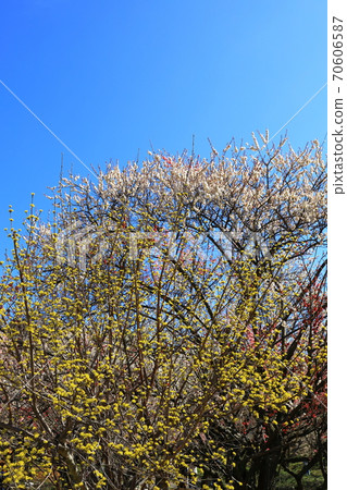 Blue sky and plum blossoms 70606587