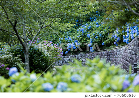 Hattasan Hydrangea 70606616