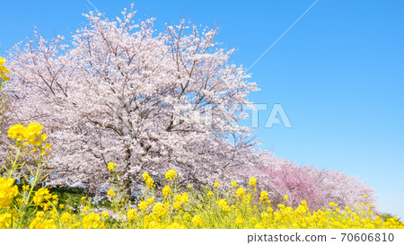 Sakura and rape blossoms (at Gongendo Tsutsumi) Sakura and rape blossoms (at Gongendo Tsutsumi) 70606810