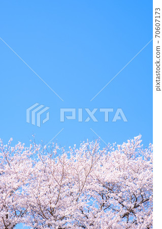 Cherry blossoms and blue sky (at Gongendo Tsutsumi) Cherry blossoms and blue sky (at Gongendo Tsutsumi) 70607173