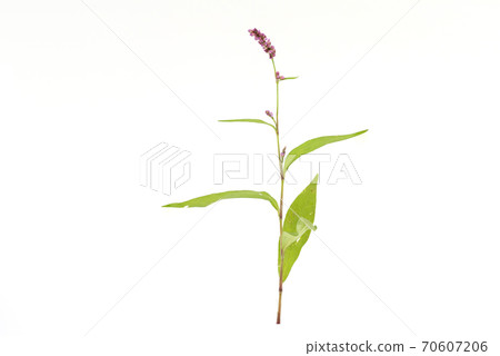 Persicaria longise Persicaria longise 70607206