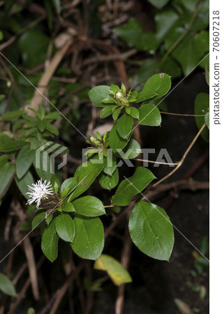 Okera Okera 70607218