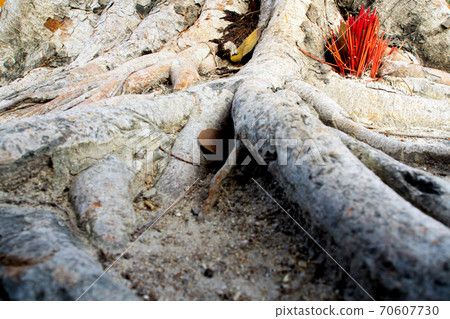 Worship with incense sticks offering at banyan tree roots Worship with incense sticks offering at banyan tree roots 70607730
