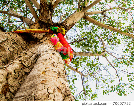 The colored ribbons at the holy bodhi tree The colored ribbons at the holy bodhi tree 70607732