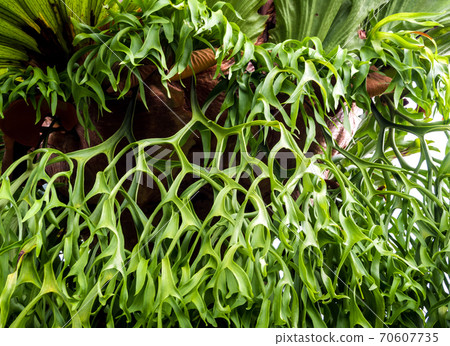 Freshness long leaves of Elkhorn Fern epiphytes on tree 70607735