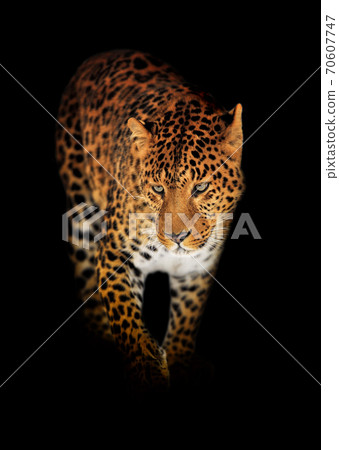 Leopard isolated on black background Leopard isolated on black background 70607747