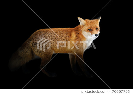 Red fox isolated on black background 70607795