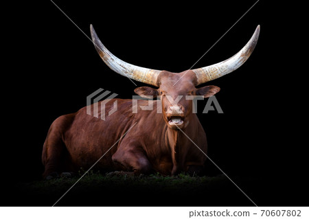 Ankole Watusi Longhorn isolated on black background 70607802