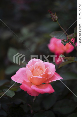 凱瑟琳·德·努芙·羅斯 70607878