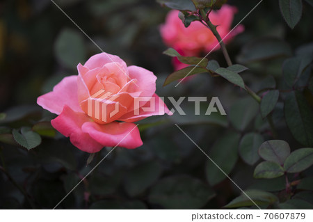 凱瑟琳·德·努芙·羅斯 凱瑟琳·德·努芙·羅斯 70607879