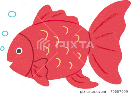 金魚 70607999