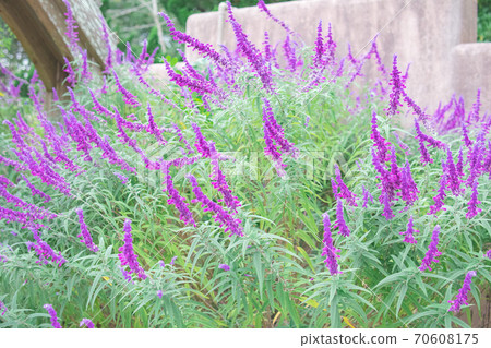 Purple flower garden Purple flower garden 70608175