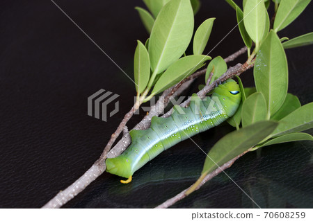 Oleander hawkmoth caterpillar  (Daphnis nerii, Sphingidae) on the branch of tree 70608259