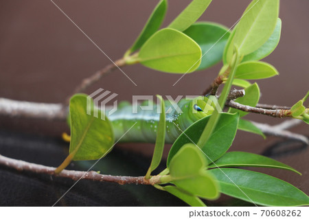 Oleander hawkmoth caterpillar  (Daphnis nerii, Sphingidae) on the branch of tree 70608262