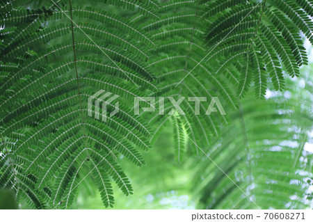 Green leave of mimosa tree. It that have tiny leaves, Assembly is a single leaf.  70608271