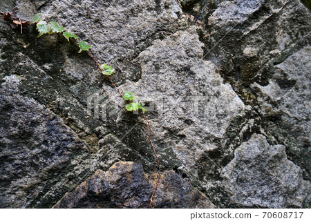 Ivy on the wall Ivy on the wall 70608717