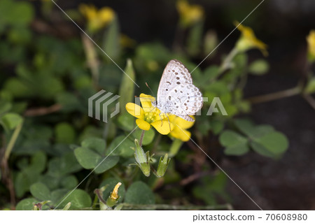 大和Shizimi 70608980