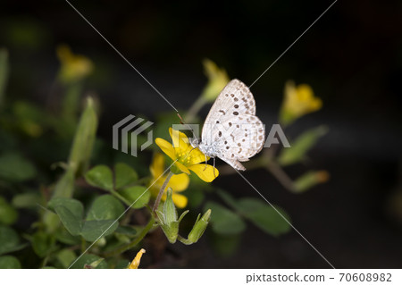 大和Shizimi 70608982