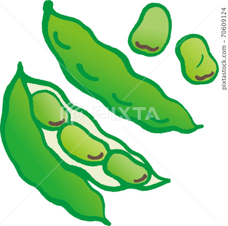 Fava beans - Stock Illustration [70609124] - PIXTA