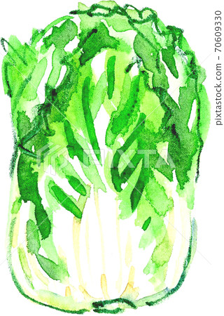 Cabbage 70609330